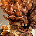 A Bakery Has Made an Incredible, Terrifying The Last of Us Clicker Out of Bread